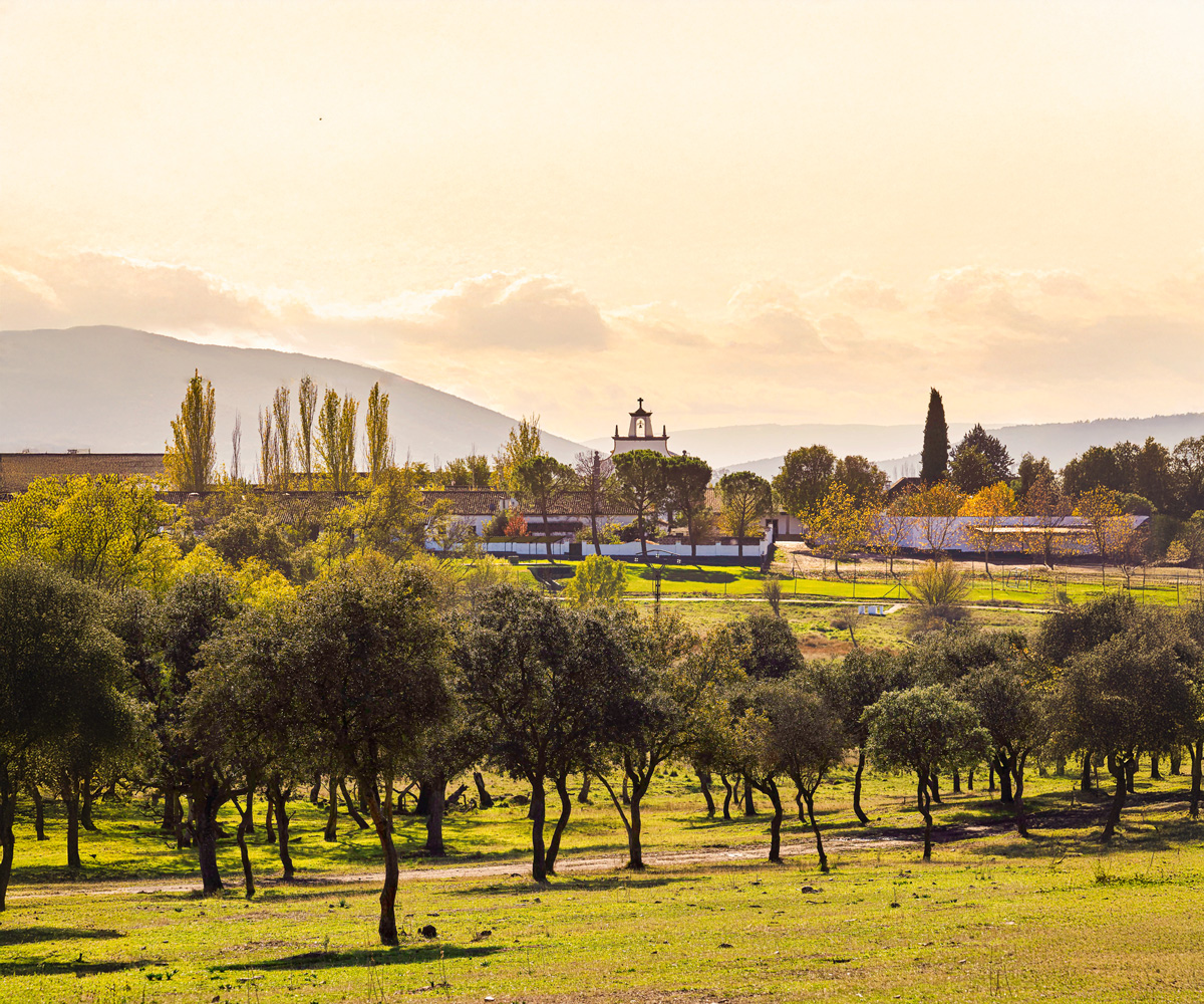 Dehesa el Molinillo. Entre Toledo y Ciudad Real.