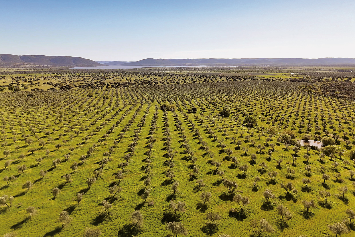 Dehesa el Molinillo. Finca de Olivos.